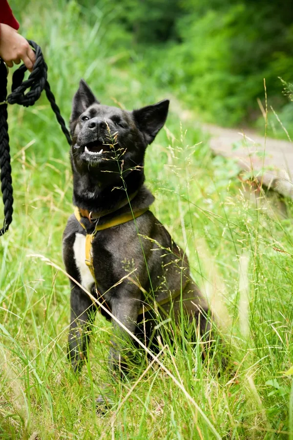 Znaleziono psa, Sosnowiec, 19 maja 2025 (3/5)