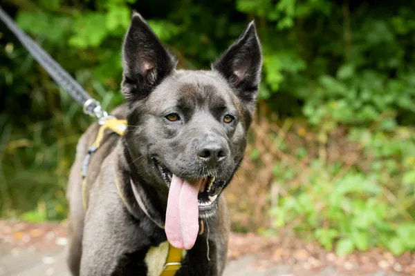 Znaleziono psa, Sosnowiec, 19 maja 2025 (4/5)