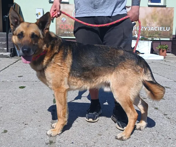 Znaleziono psa, Pieckowo, 20 maja 2025 (2/2)