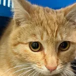 Znaleziono kota