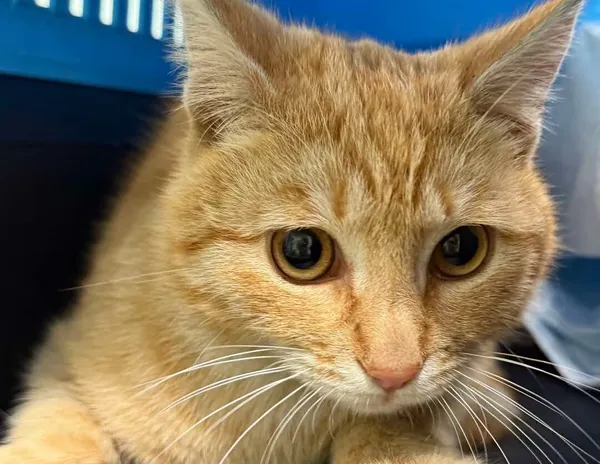 Znaleziono kota, Bydgoszcz, 16 maja 2025