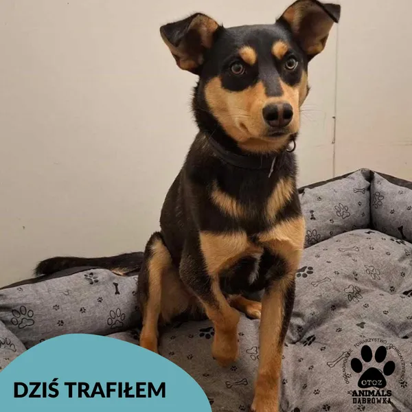 Znaleziono psa, Dąbrówka, 18 maja 2025