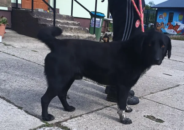 Znaleziono psa, Pieckowo, 19 maja 2025 (1/2)