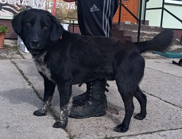 Znaleziono psa, Pieckowo, 19 maja 2025 (2/2)