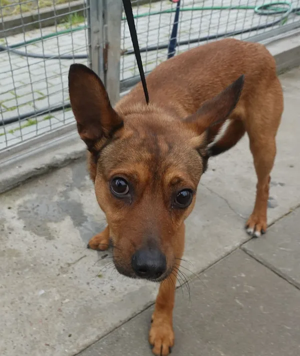 Znaleziono psa, Gdańsk, 20 maja 2025