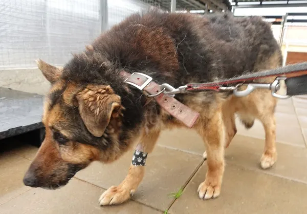 Znaleziono psa, Gdańsk, 20 maja 2025