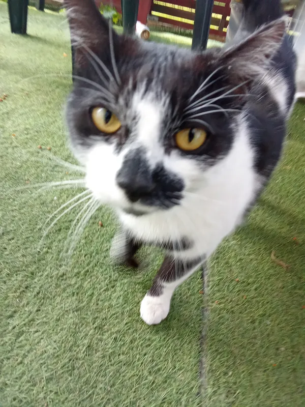 Zaginął kot, Swarzędz, 21 maja 2025 (1/4)