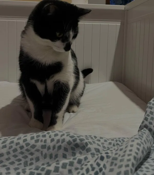 Zaginął kot, Swarzędz, 21 maja 2025 (4/4)