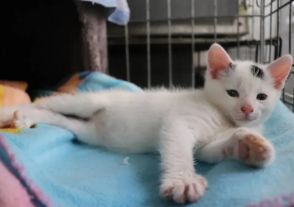 Znaleziono kota, Łódź, 20 maja 2025 (2/5)