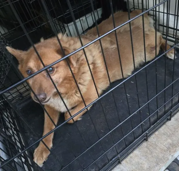 Znaleziono psa, Radom, 19 maja 2025