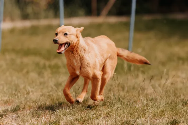 Pies do adopcji, Czartki, 21 maja 2025 (2/5)