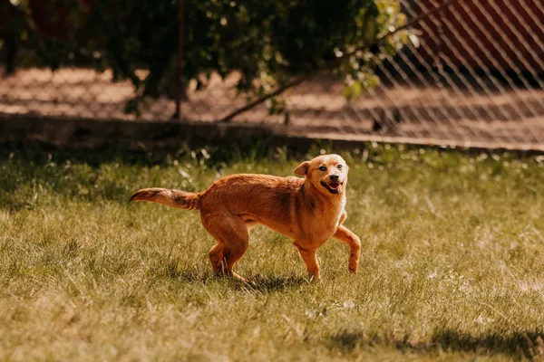 Pies do adopcji, Czartki, 21 maja 2025 (3/5)