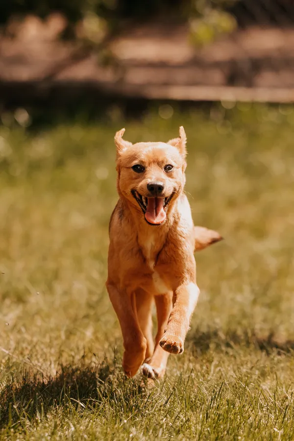 Pies do adopcji, Czartki, 21 maja 2025 (4/5)