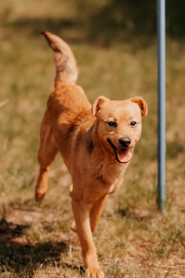 Pies do adopcji, Czartki, 21 maja 2025 (5/5)