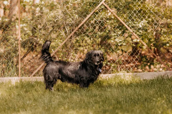 Pies do adopcji, Czartki, 21 maja 2025 (1/5)