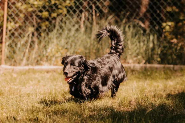 Pies do adopcji, Czartki, 21 maja 2025 (2/5)