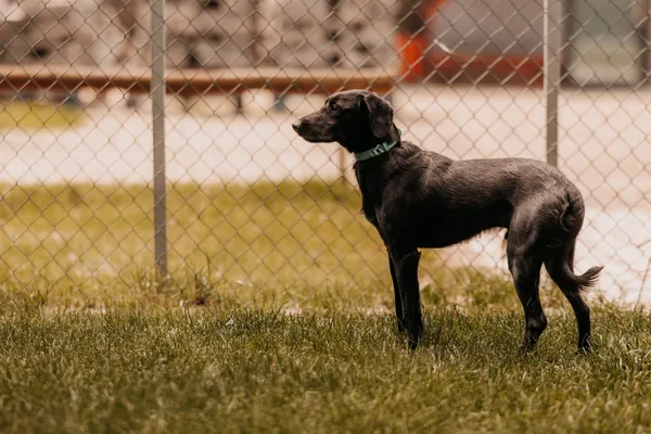 Pies do adopcji, Czartki, 21 maja 2025 (1/5)