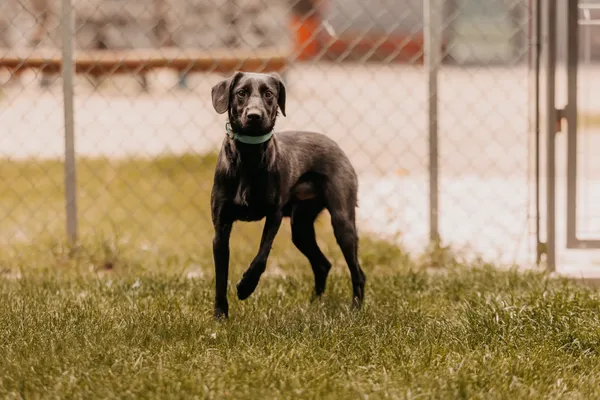 Pies do adopcji, Czartki, 21 maja 2025 (2/5)