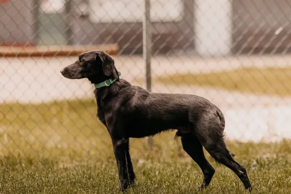 Pies do adopcji, Czartki, 21 maja 2025 (3/5)