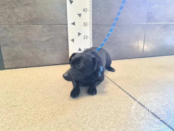 Znaleziono psa, Chełmek, 21 maja 2025