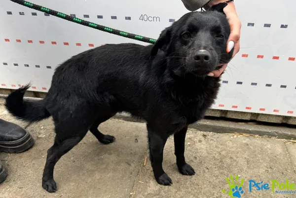 Znaleziono psa, Racławice, 16 maja 2025 (2/5)