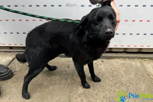 Znaleziono psa, Racławice, 16 maja 2025 (4/5)