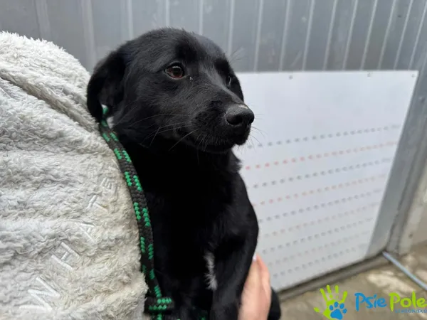 Znaleziono psa, Racławice, 16 maja 2025 (5/5)