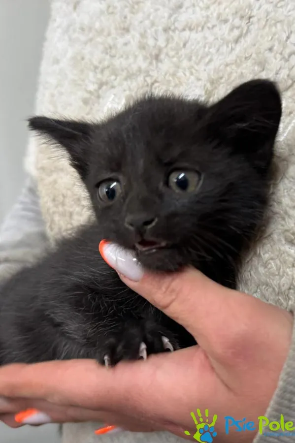 Znaleziono kota, Racławice, 15 maja 2025 (2/5)