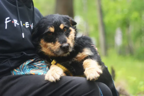 Pies do adopcji, Milanówek, 25 maja 2025 (3/5)