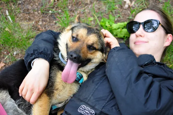 Pies do adopcji, Milanówek, 26 maja 2025 (2/5)