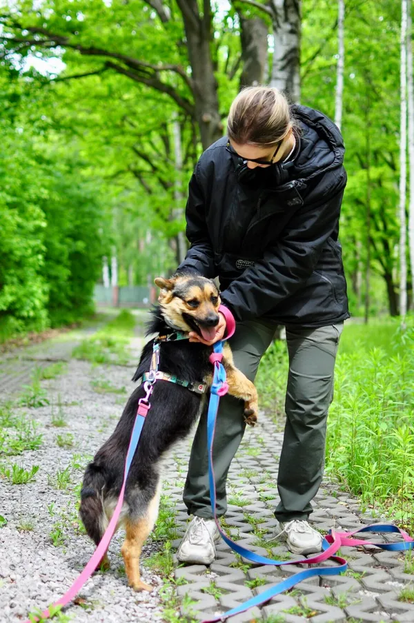 Pies do adopcji, Milanówek, 26 maja 2025 (5/5)