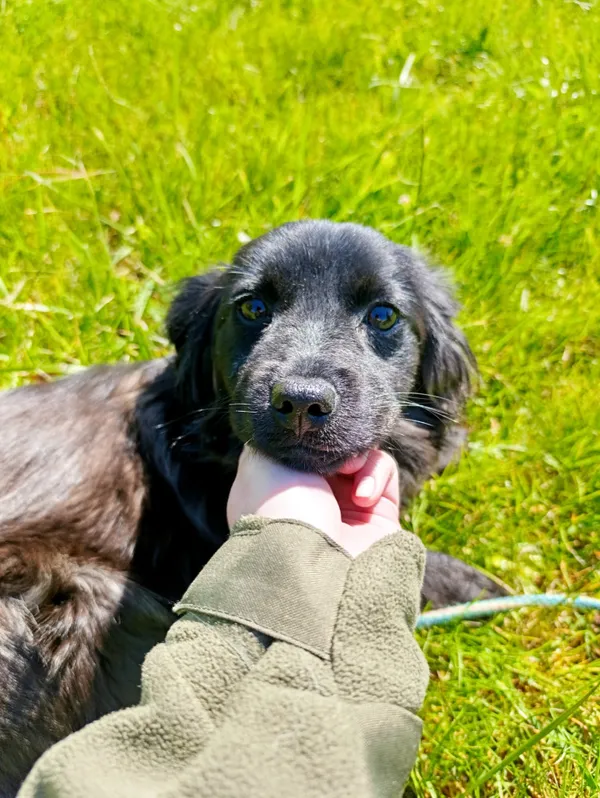 Pies do adopcji, Bełchatów, 30 kwietnia 2025 (4/5)