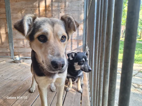 Pies do adopcji, Orzechowce, 21 maja 2025 (1/2)