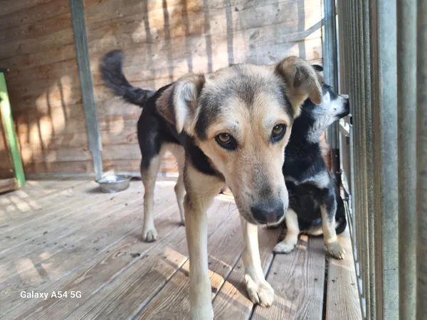 Pies do adopcji, Orzechowce, 21 maja 2025 (2/2)