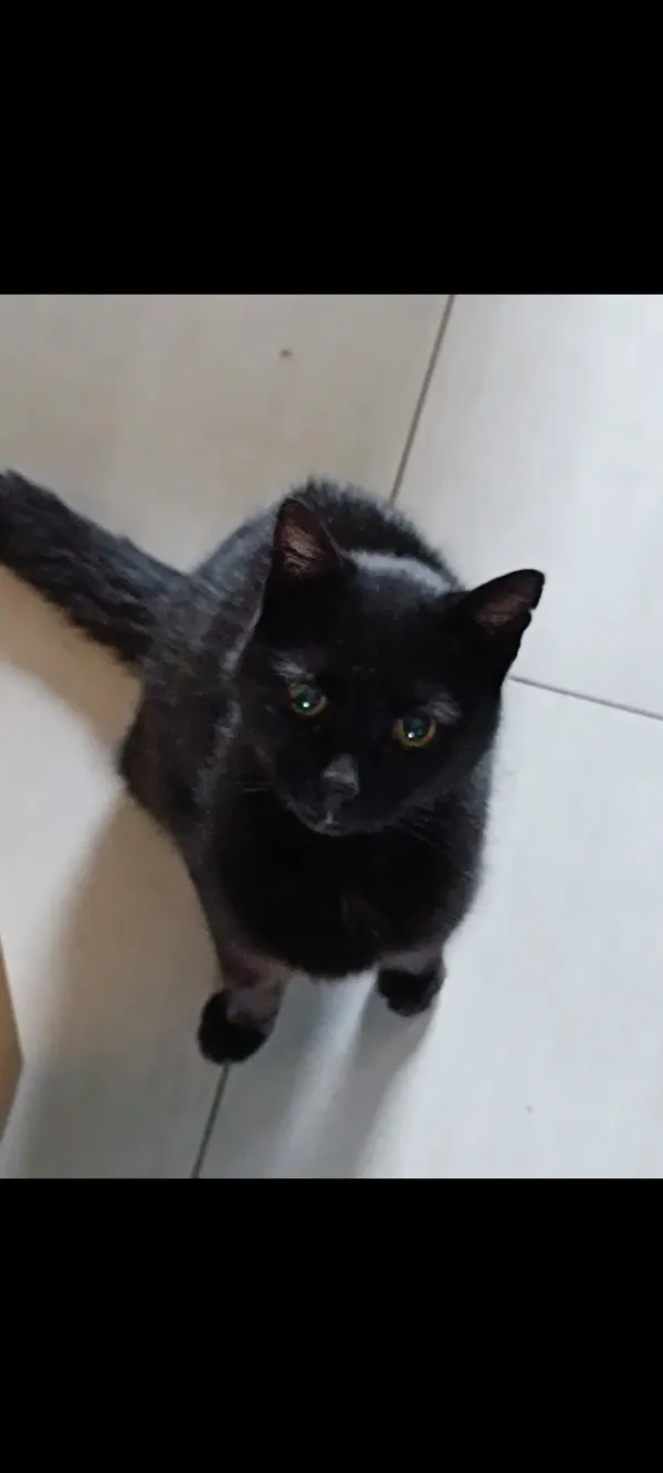 Zaginął kot, Poręba Żegoty, 21 maja 2025 (1/2)