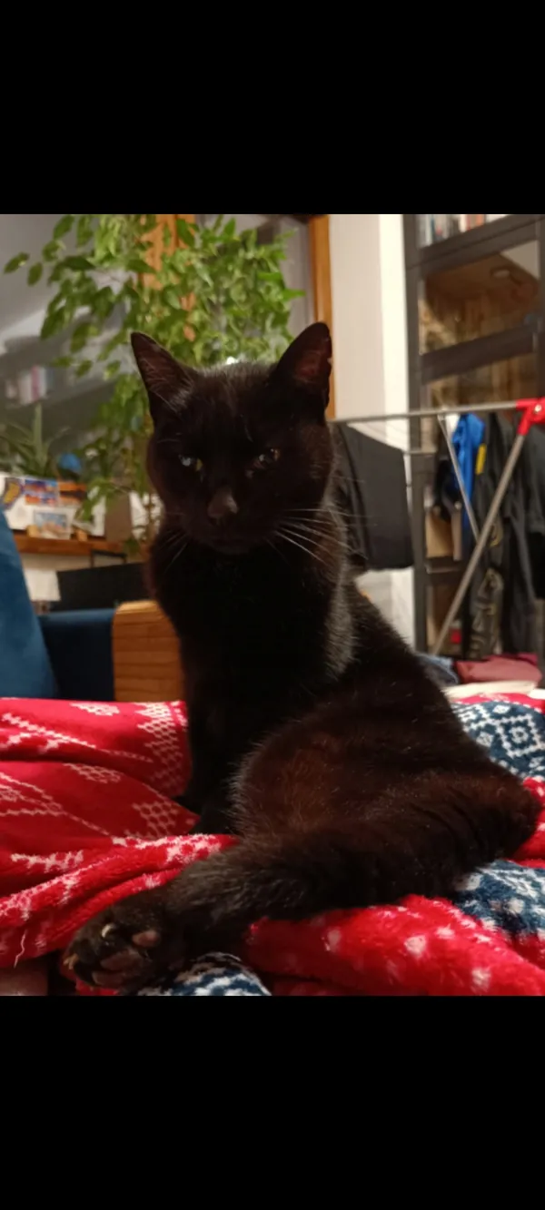 Zaginął kot, Poręba Żegoty, 21 maja 2025 (2/2)