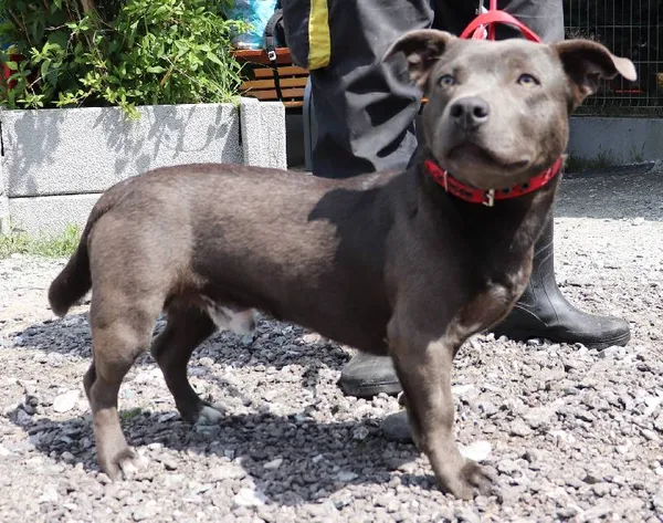 Znaleziono psa, Łódź, 21 maja 2025 (1/2)