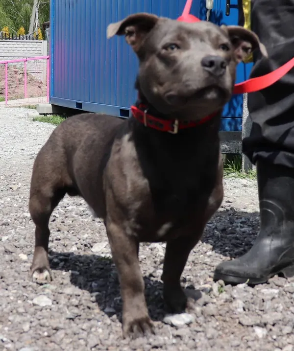 Znaleziono psa, Łódź, 21 maja 2025 (2/2)