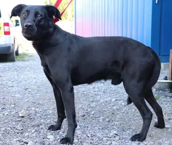 Znaleziono psa, Łódź, 20 maja 2025 (2/5)