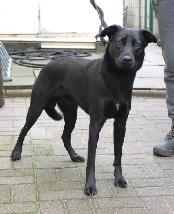 Znaleziono psa, Łódź, 20 maja 2025 (3/5)