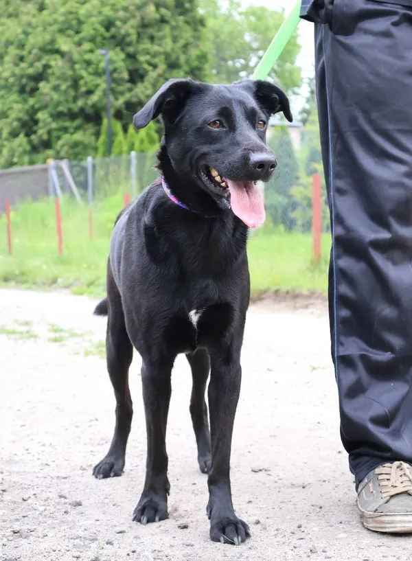 Znaleziono psa, Łódź, 20 maja 2025 (4/5)