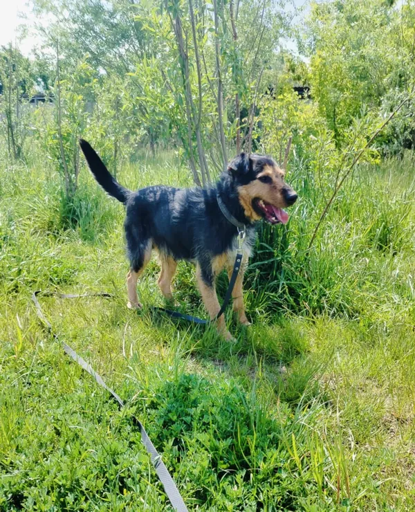 Pies do adopcji, Pawłowo, 21 maja 2025 (2/4)