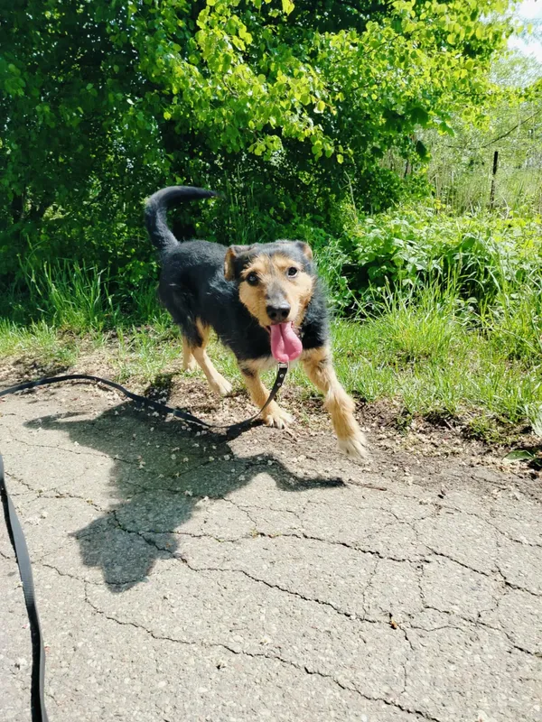 Pies do adopcji, Pawłowo, 21 maja 2025 (4/4)