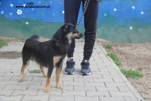 Pies do adopcji, Nowy Dwór Mazowiecki, 21 maja 2025 (3/5)