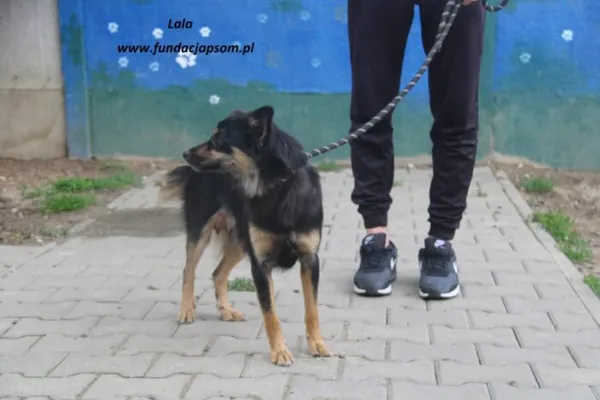 Pies do adopcji, Nowy Dwór Mazowiecki, 21 maja 2025 (4/5)