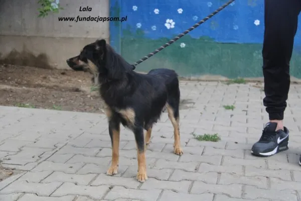 Pies do adopcji, Nowy Dwór Mazowiecki, 21 maja 2025 (5/5)