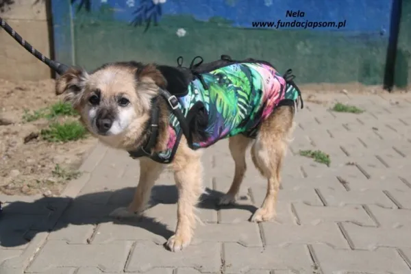 Pies do adopcji, Nowy Dwór Mazowiecki, 21 maja 2025 (2/4)