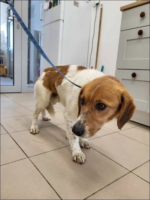 Znaleziono psa, Grudziądz, 21 maja 2025