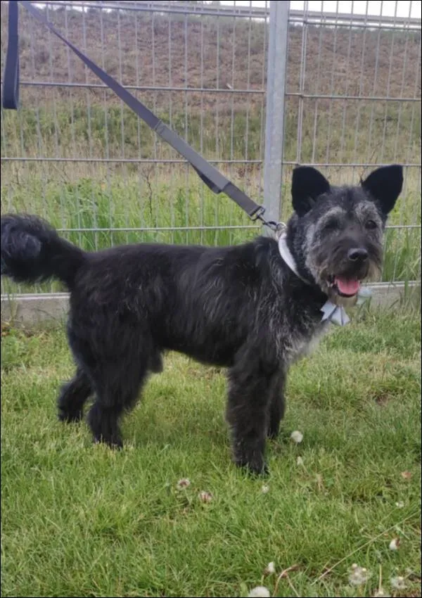 Znaleziono psa, Grudziądz, 5 czerwca 2024