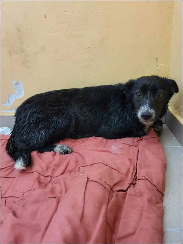 Znaleziono psa, Grudziądz, 21 maja 2025